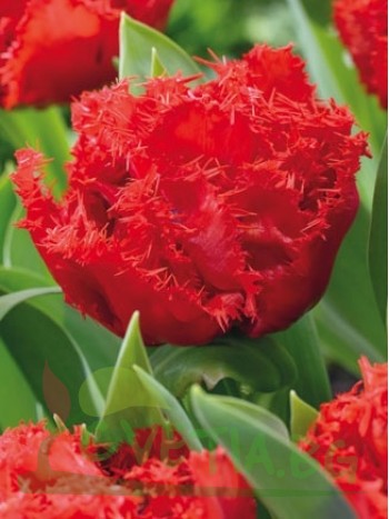  Лале  (Tulipa 'Lion King') PR926